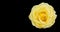 Yellow rose isolated on black backgroud with copy space