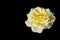 Yellow rose isolated on black backgroud with copy space