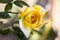 Yellow rose isolated on unfocused background