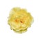 Yellow rose isolated on white background. Fully open gentle tea rose flower head isolated on white background