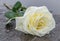 a yellow rose laid on a grey stone on a frozen background to express mourning and remembrance