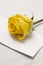 Yellow rose and letter