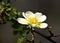 Yellow rose macro, Rosa xanthina