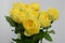 Yellow rose memory lane on white background