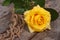 Yellow rose on an old rough wooden table