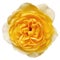 Yellow Rose with Path Isolated