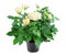 Yellow rose in a pot isolated on a white background. Gardening. House plant