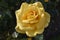 Yellow Rose - Rosa hemisphaerica