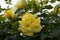 Yellow rose in rosengarden