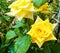 Yellow rose. Shrub roses blossoming in the summer garden.