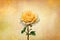 Yellow rose, spring and summer flower closeup on vintage background