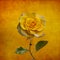 Yellow rose, spring and summer flower closeup on vintage background