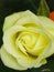 Yellow Rose with swirls of ivory petals