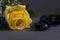 Yellow Rose on Table With Black Pistol Close up