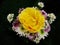 Yellow rose, violet and white chrysanthemum flowers