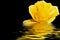 Yellow rose water reflection black