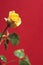 Yellow rose with waterdrops on red background