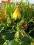 Yellow Rosebud