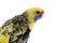 Yellow Rosella