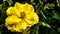 yellow roses above other plants