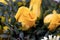 Yellow roses background. Closeup of a beautiful fresh blossom of yellow rose texture background with selective focus. Card concept
