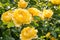 Yellow roses in bloom growing in garden