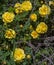 Yellow Roses Blooming on an Abandoned Homestead