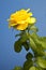 Yellow roses on blue background, roses meaning bright, cheerful and joyful create warm feelings and provide happiness.