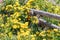 Yellow Roses Climbing on Wooden Rail Fence