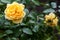 Yellow roses in dark garden. Closeup photo