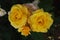 Yellow Roses Flowers Close up Bunch Garden Flowers Summer Time