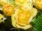 Yellow roses flowers close up, texture, floral arrangement
