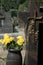 Yellow roses on a grave-yard