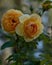 Yellow roses, great design for any purposes