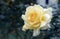 Yellow roses meaning Bright, cheerful and joyful create warm feelings and provide happiness. They bring you and the friendship you