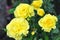 Yellow Roses Outdoor, Many Flowers