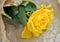 Yellow roses paper bag