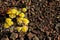 Yellow Rosita Cruckshaksia verticillata flower growing on dry ground of small stones in arid landscape of Atacama desert