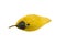 Yellow rotten mangoes isolated