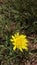 Yellow Rough Hawksbeard Flower Macro