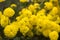 Yellow round chrysanthemum - bright autumn flowers in the garden