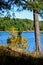 Yellow rowan bush under a green pine on the background of clear blue water of the lake.