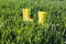 Yellow rubber boots in bright, green grass on a sunny day