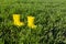 Yellow rubber boots in bright, green grass on a sunny day