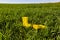 Yellow rubber boots in bright, green grass on a sunny day