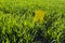 Yellow rubber boots in bright, green grass on a sunny day