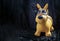Yellow rubber dog doll wearing in black and white mysterious venetian mask with feathers design