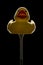 yellow rubber duck on black background, sitting on golf tee, front view with rim lighting