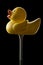 yellow rubber duck on black background, sitting on golf tee, side view