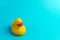 Yellow rubber duck on blue background. Summer minimal concept